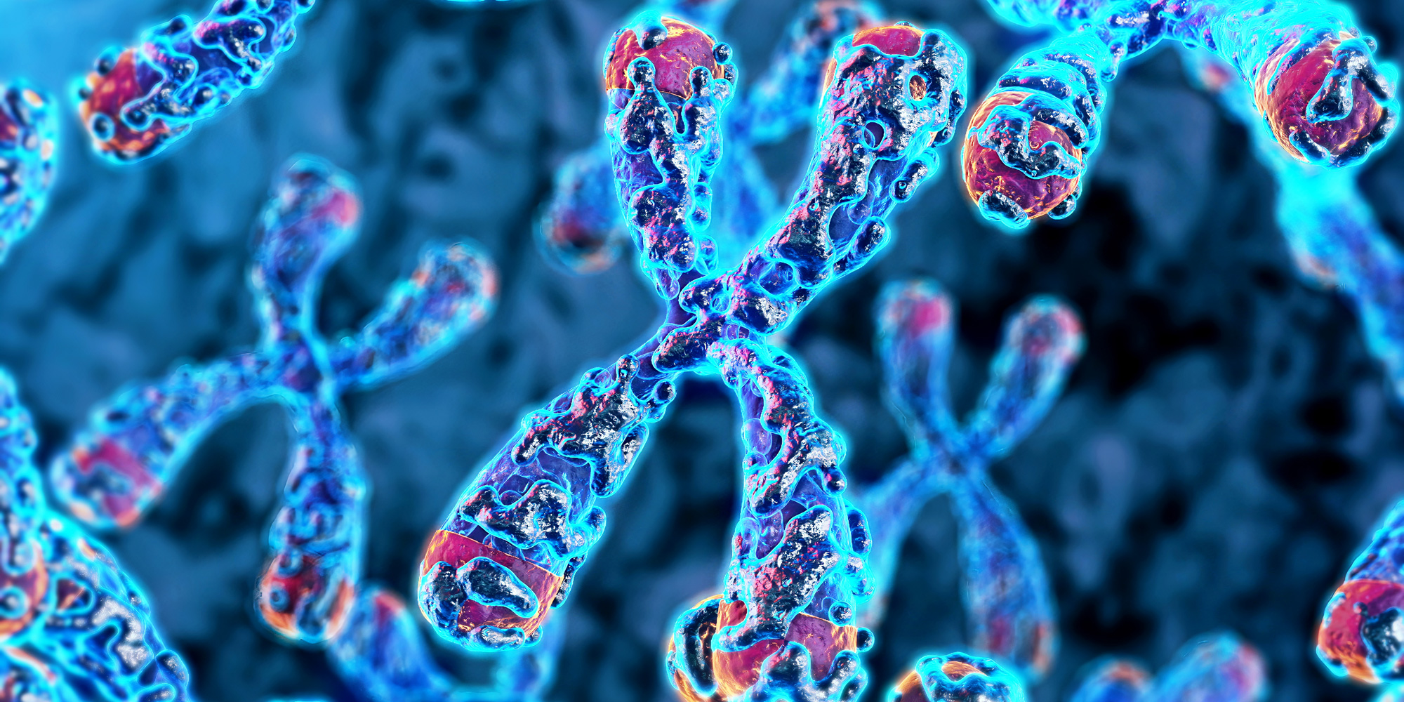 An image of telomeres at the end of DNA